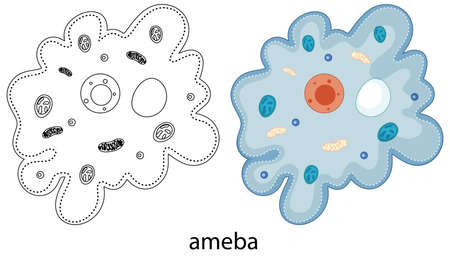 Ameba in colour and doodle on white background illustrationのイラスト素材