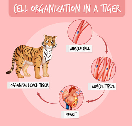 Diagram showing cell organization in a tiger illustrationのイラスト素材