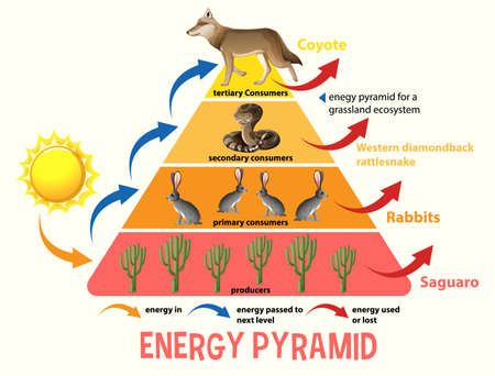 Science simplified ecological pyramid illustrationのイラスト素材