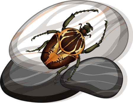 Top view of goliath beetle on a stone on white background illustration