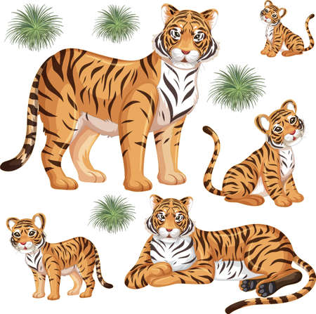 Seamless pattern with wild tiger in many poses on white background illustrationのイラスト素材
