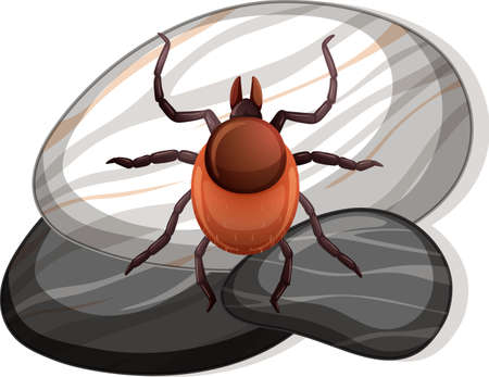 Top view of tick on a stone on white background illustration