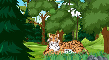 A tiger in forest or rainforest scene with many trees illustrationの写真素材