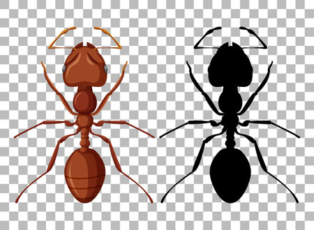 Ant on transparent background illustrationのイラスト素材