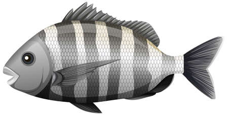 Sheepshead fish in cartoon style on white background illustrationのイラスト素材