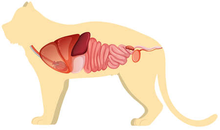 Cat anatomy with internal organ structure illustrationのイラスト素材