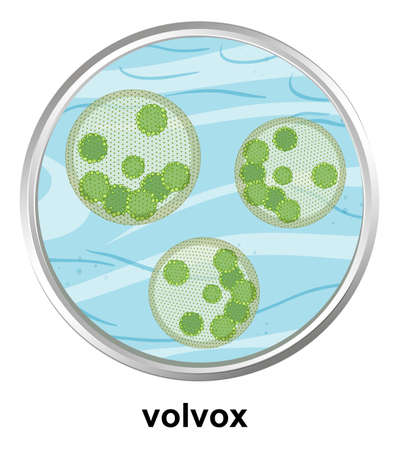 Anatomy structure of Volvox on white background illustrationのイラスト素材