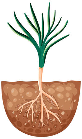Growing plant with roots in soil  illustrationのイラスト素材