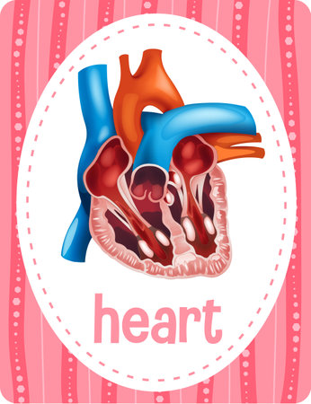 Vocabulary flashcard with word Heart illustrationのイラスト素材