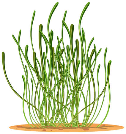 Seagrass in cartoon style isolated on white background illustrationのイラスト素材
