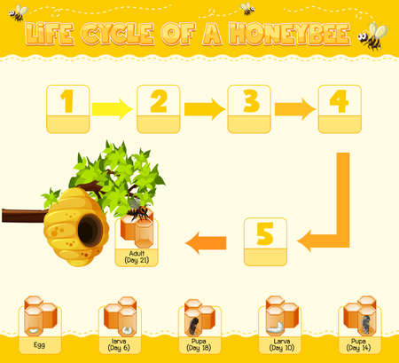Diagram showing life cycle of Honey Bee illustrationのイラスト素材