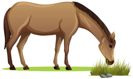 A horse eating grass in cartoon style isolated illustrationのイラスト素材
