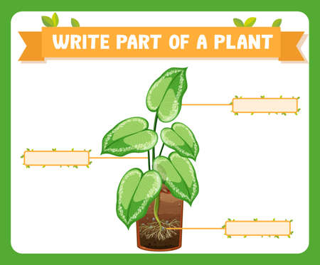 Write parts of a plant worksheet for kids illustrationのイラスト素材