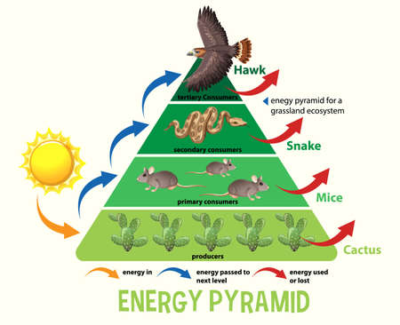 Science simplified ecological pyramid illustrationのイラスト素材