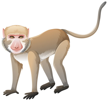Crab-eating macaque in cartoon style on white background illustrationのイラスト素材