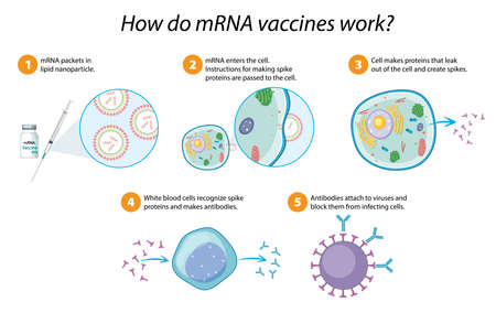 How mRNA vaccines work diagram illustrationのイラスト素材