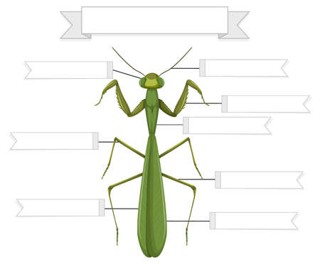 External Anatomy of a mantis worksheet  illustrationのイラスト素材