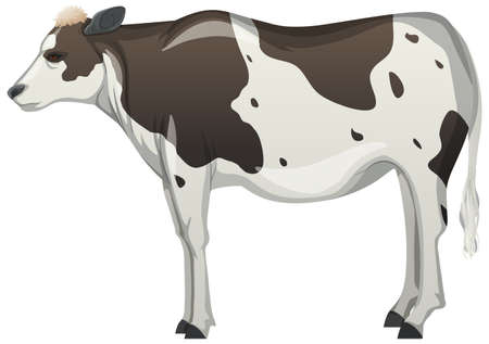 Cow or cattle farm animal on white background illustrationのイラスト素材