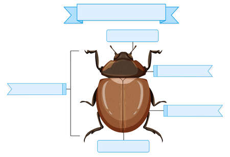 External Anatomy of a beetle worksheet  illustrationのイラスト素材