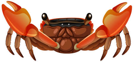 Mangrove Root Crab in cartoon style on white background illustrationのイラスト素材