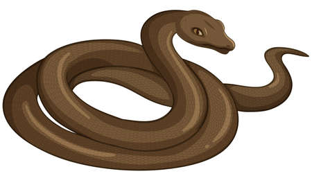 Snake animal on white background illustrationのイラスト素材