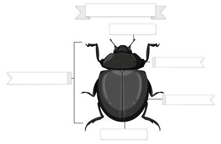 External Anatomy of a beetle worksheet  illustrationのイラスト素材