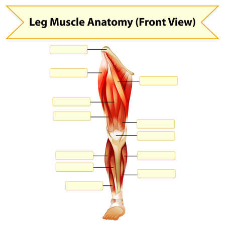 Human leg muscle anatomy worksheet illustrationのイラスト素材
