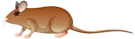 Grasshopper mouse in cartoon style isolated on white background illustrationのイラスト素材