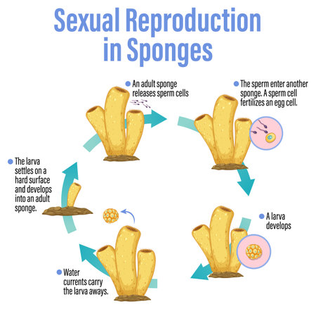 Diagram showing reproduction in sponges illustrationのイラスト素材