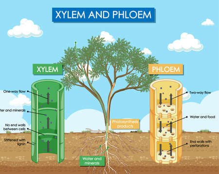 Diagram showing xylem and phloem plant illustrationのイラスト素材