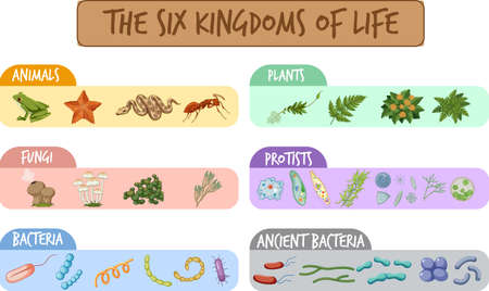 Diagram showing six kingdoms of life illustrationのイラスト素材