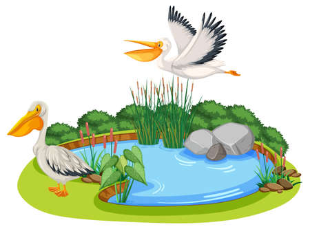 Australian pelicans with nature pond illustrationのイラスト素材