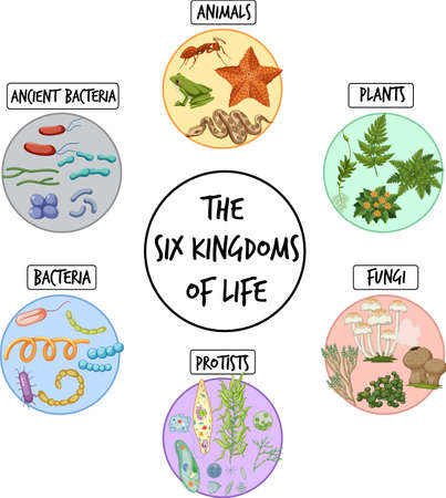 The six kingdoms of life illustrationのイラスト素材
