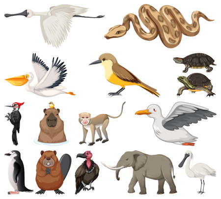 Different kinds of animals collection illustrationのイラスト素材