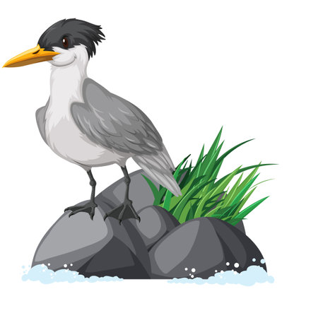 Crested tern standing on rock illustrationのイラスト素材