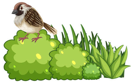 A bird on bush in cartoon style illustrationのイラスト素材