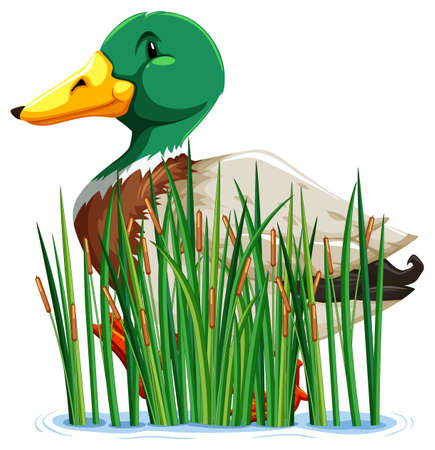 A duck behind grass on white background illustrationのイラスト素材