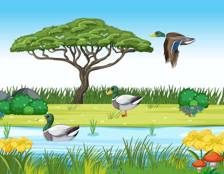 Many mallard duck at the pond illustrationのイラスト素材