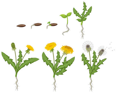 Set of dandelion life cycle illustrationのイラスト素材