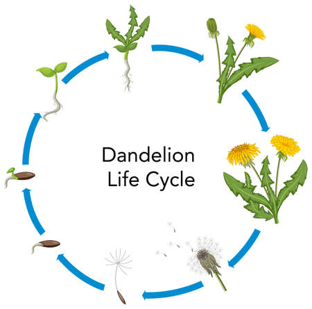 Set of dandelion life cycle illustrationのイラスト素材