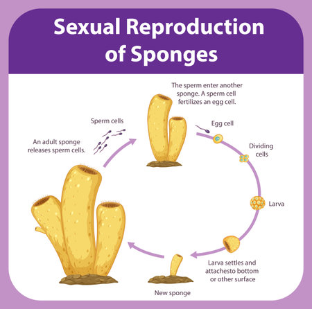 Diagram showing reproduction in sponges illustrationのイラスト素材