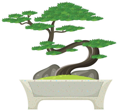 Bonsai tree in pot on white background illustrationのイラスト素材