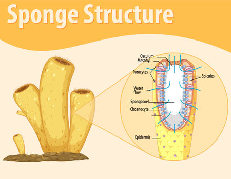 Diagram showing structure of sponge illustrationのイラスト素材