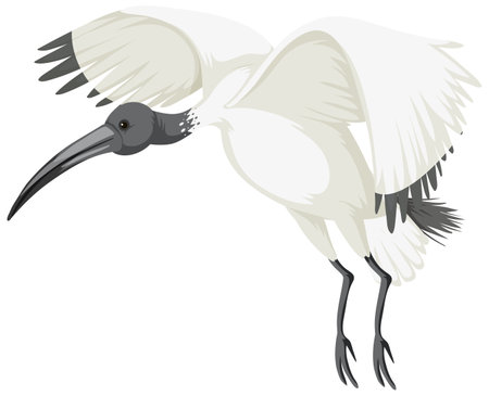 Australian white ibis isolated illustrationのイラスト素材