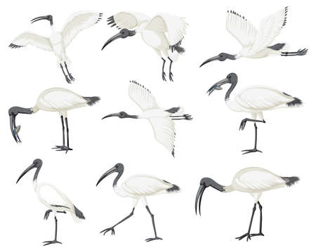 Set of Australian white ibis illustrationのイラスト素材