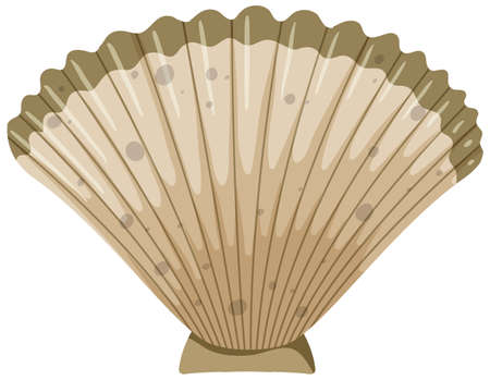 Isolated seashell on white background illustration