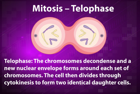 Process of mitosis telophase with explanations illustrationのイラスト素材