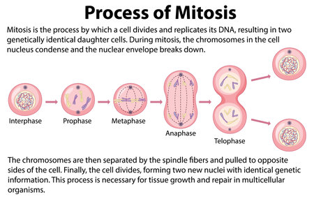 Process of mitosis phases with explanations illustrationのイラスト素材
