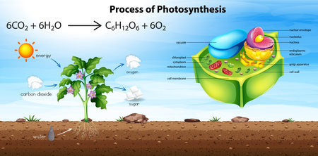 Plant cell anatomy structure illustrationのイラスト素材