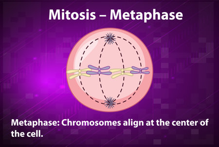 Process of mitosis metaphase with explanations illustration